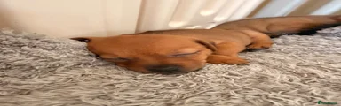 Mixed Breed 3