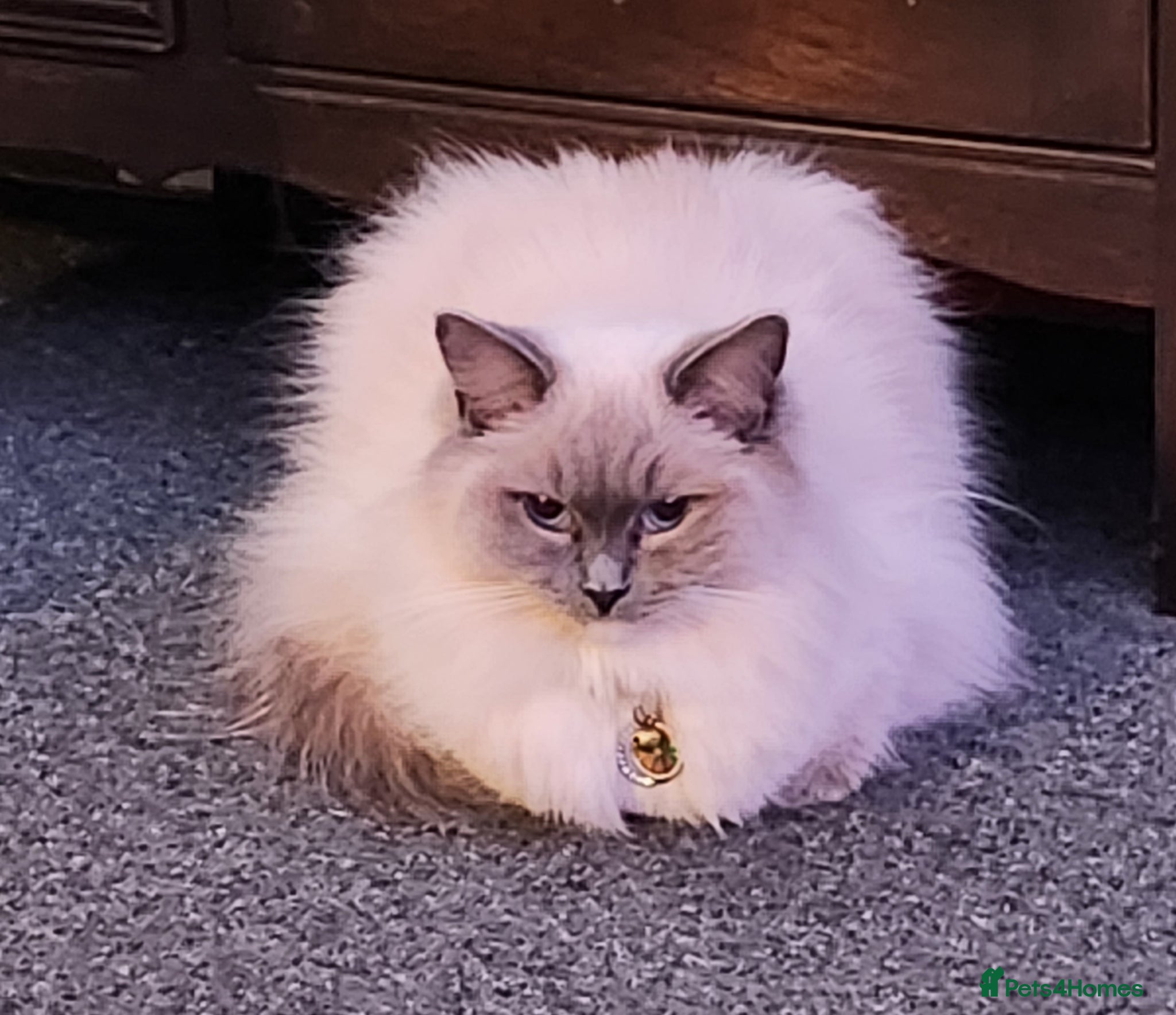 Ragdoll cats 3 big male  - Advert 15