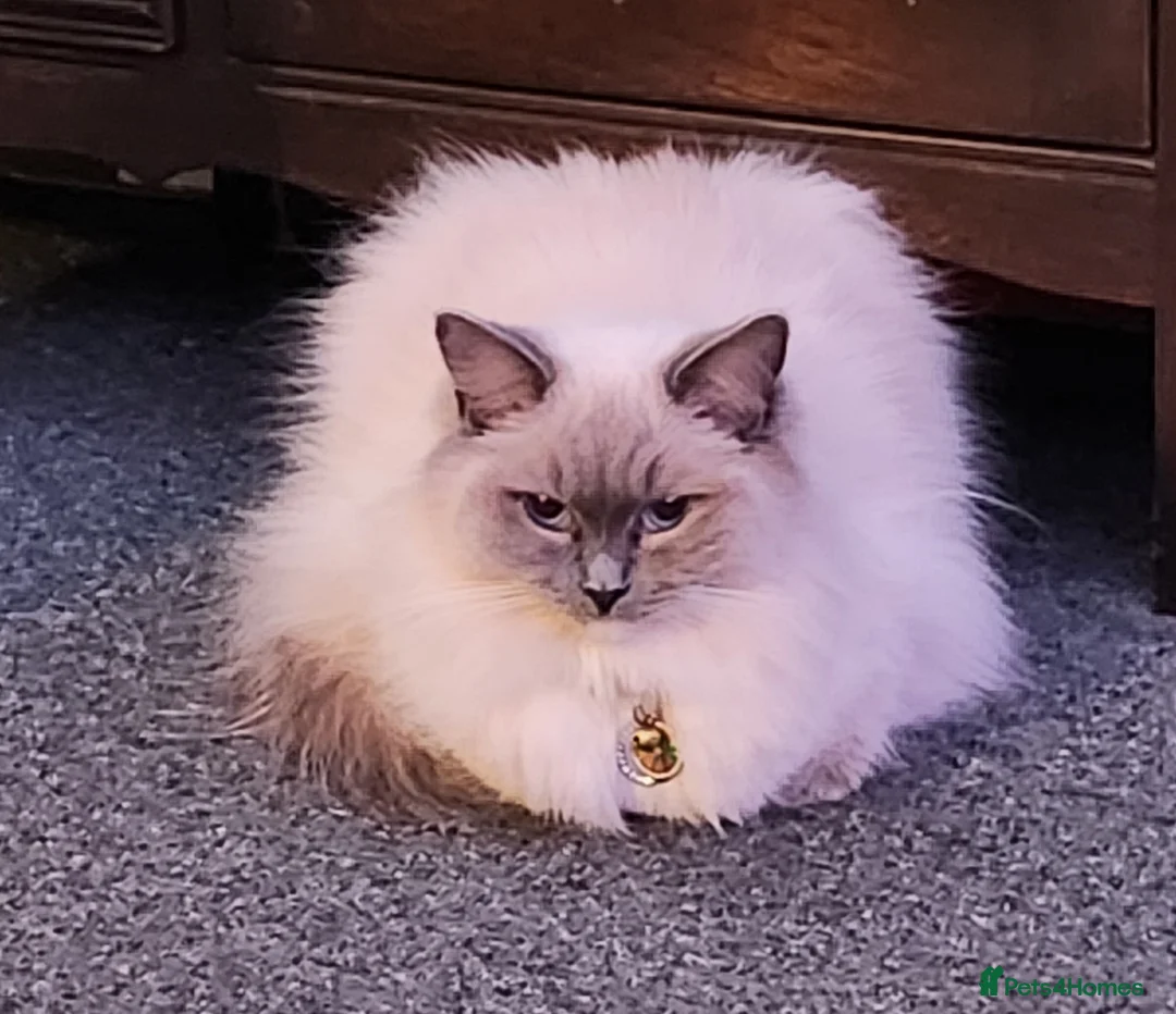 Ragdoll cats for sale: 3 big male  - Advert 1