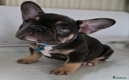 French Bulldog dogs for sale: TOP QUALITY KC REG FRENCHIES AVAILABLE  - Image 22