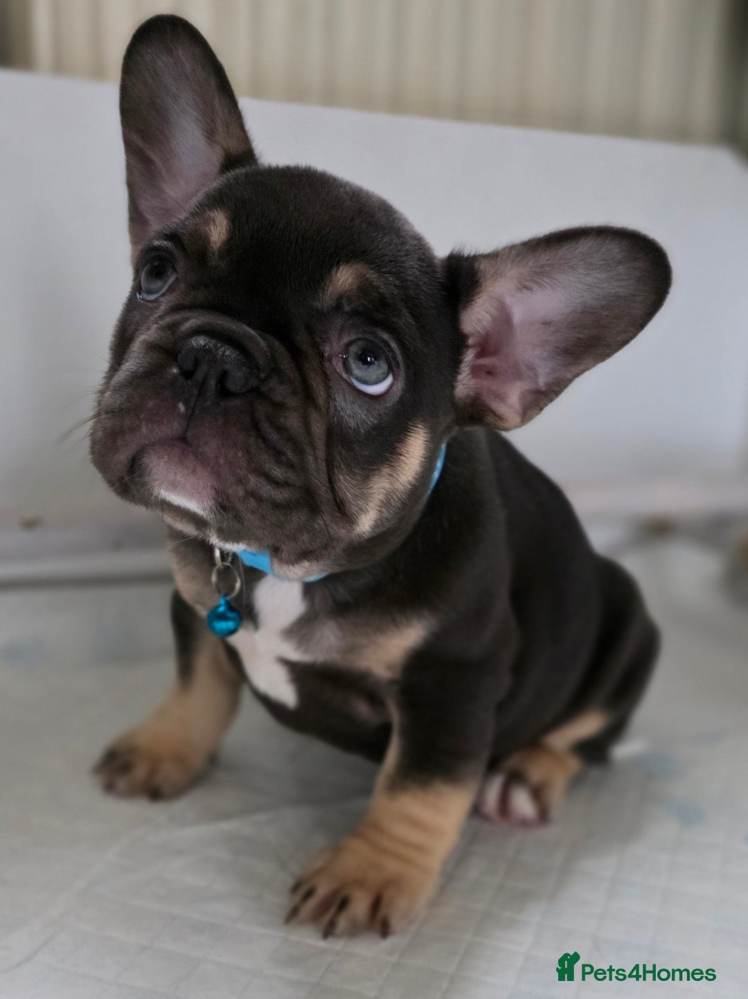 French Bulldog dogs for sale: TOP QUALITY KC REG FRENCHIES AVAILABLE  - Image 22