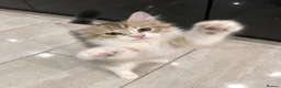 Siberian cats for sale: Gorgeous Siberian kitten waiting for you🌞. - Advert 5