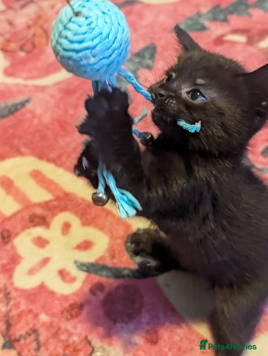 Mixed Breed cats for sale: Beautiful black kitten - Image 4