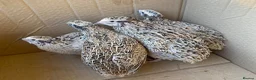 Quail poultry for sale: Jumbo Japanese, Italian, white, Rosetta, celadons - Advert 4
