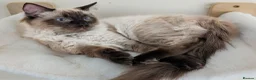 Ragdoll cats for sale: Purebred ragdoll brothers 🩵🩵🩵 - Advert 3