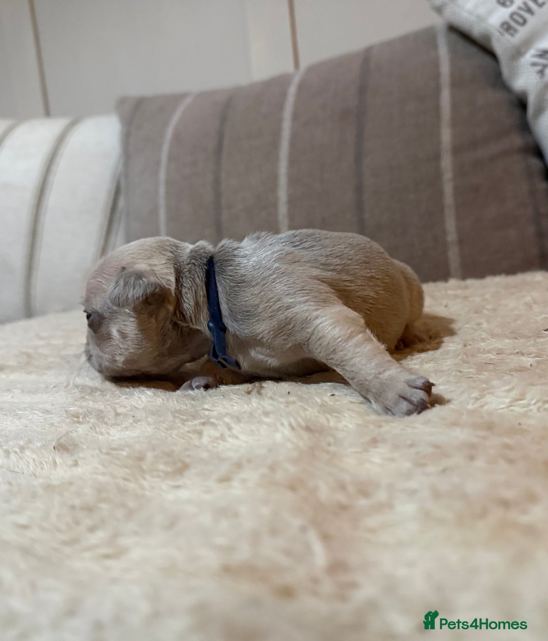 French Bulldog dogs for sale: French bulldog puppies - Advert 27