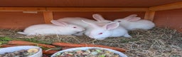 New Zealand rabbits for sale: New Zealand White kits pure - Advert 3