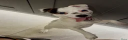 Jack Russell dogs for sale: Jack russel 1year old female - Advert 3