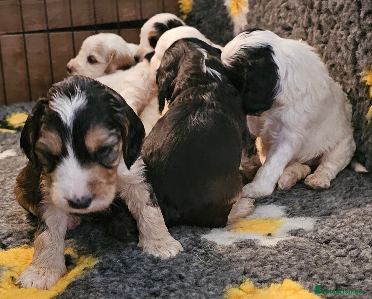 Cockapoo dogs Amazing Roan and Tri Colored F1 Cockapoos - Advert 10