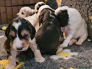 Cockapoo dogs Amazing Roan and Tri Colored F1 Cockapoos - Advert 10