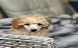 Toy Poodle dogs for sale: Singleton hand reared toy poodle !  - Image 4