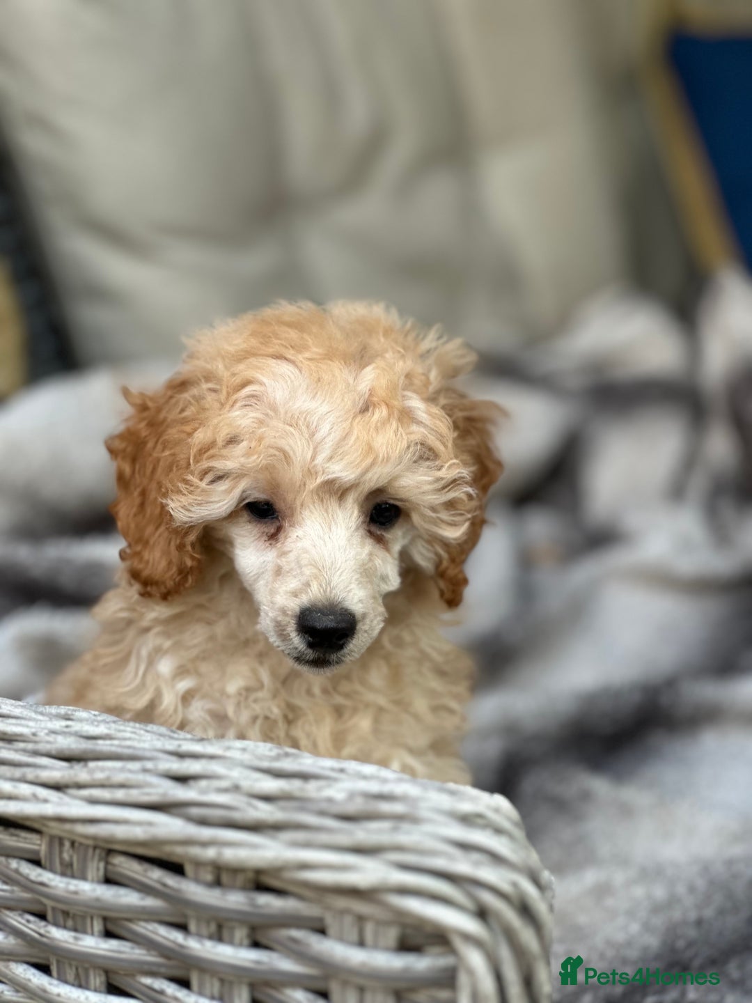 Toy Poodle dogs for sale: Singleton hand reared toy poodle !  - Image 4