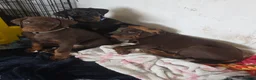 Dobermann dogs for sale: Ready to leave, 8 week old Pedigree Doberman Pup - Advert 6