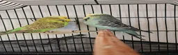 Budgerigars birds for sale: English budgies  in Liverpool - Advert 4