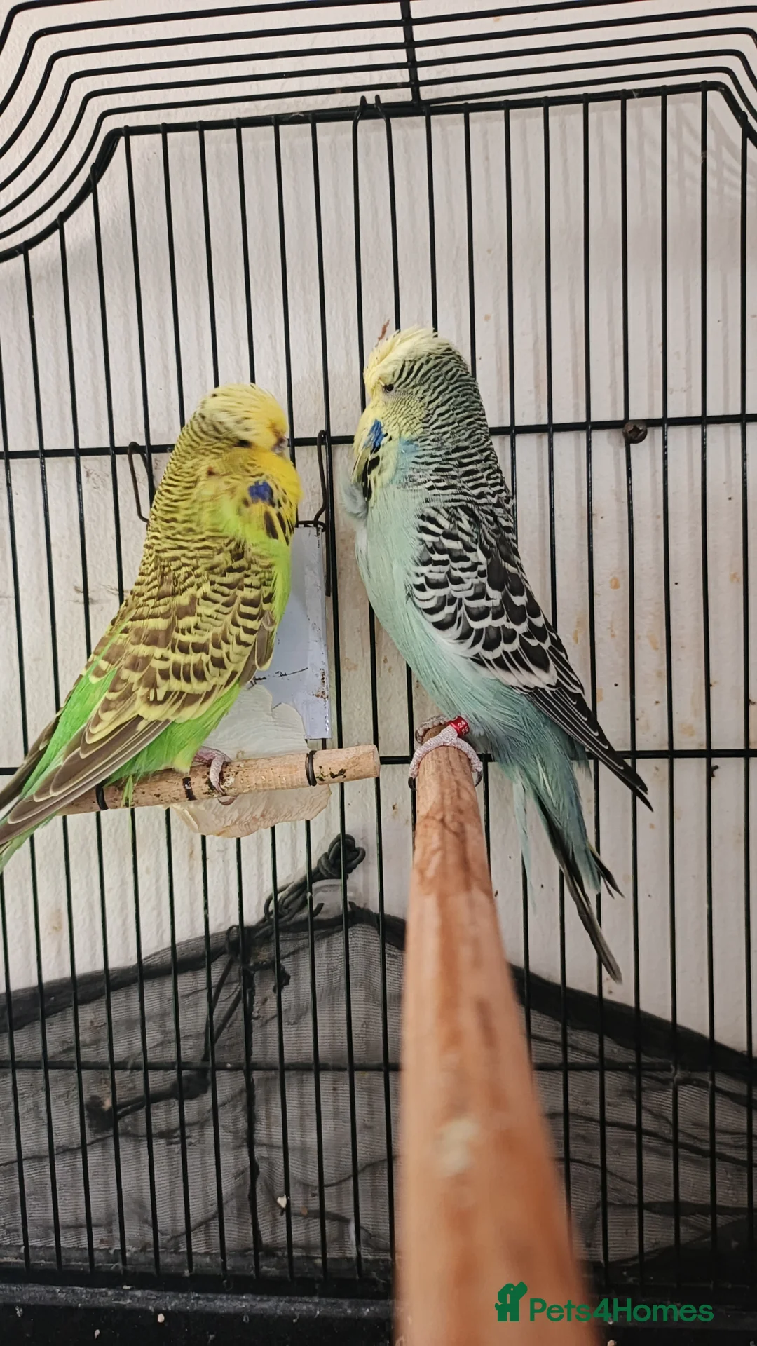 Budgerigars birds for sale: English budgies  in Liverpool - Advert 4