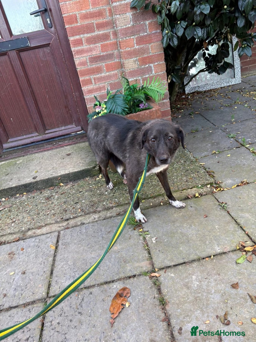 Mixed Breed dogs for adoption: Felice - Norwich Norfolk  - Advert 10