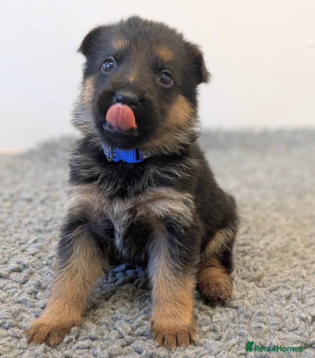 Cute Baby German Shepherd Baby Photo Week Sable German Shepherd
