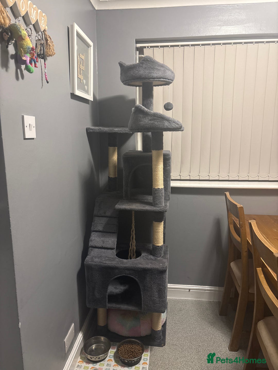 Domestic Shorthair cats for sale: 8 month old female kitten  - Advert 7