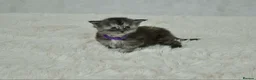 Maine Coon cats for sale: TICA Maine coon kittens - Advert 33