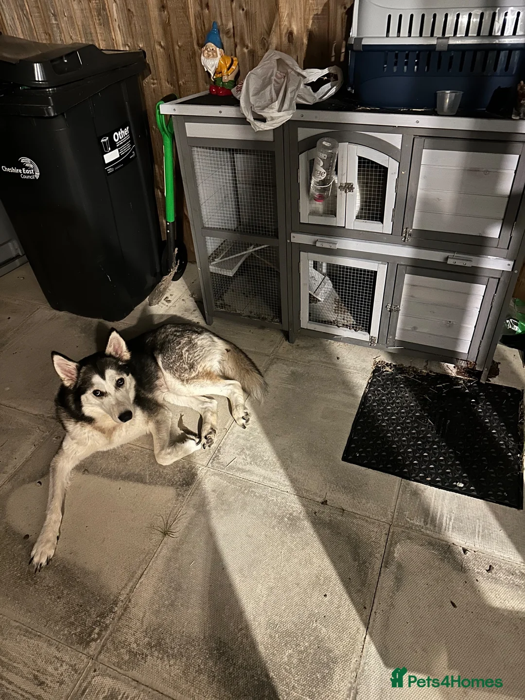 Siberian Husky dogs for sale: Storm husky - Advert 6