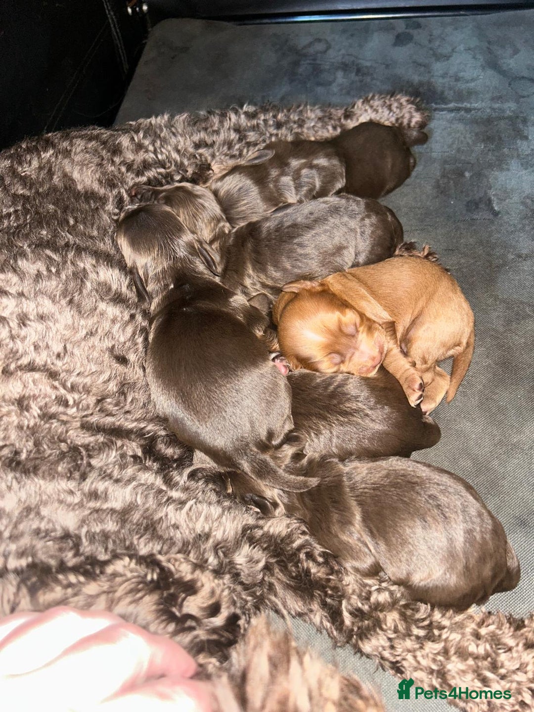 Cockapoo dogs for sale: Cockapoo/ cocker spaniel puppies - Advert 6