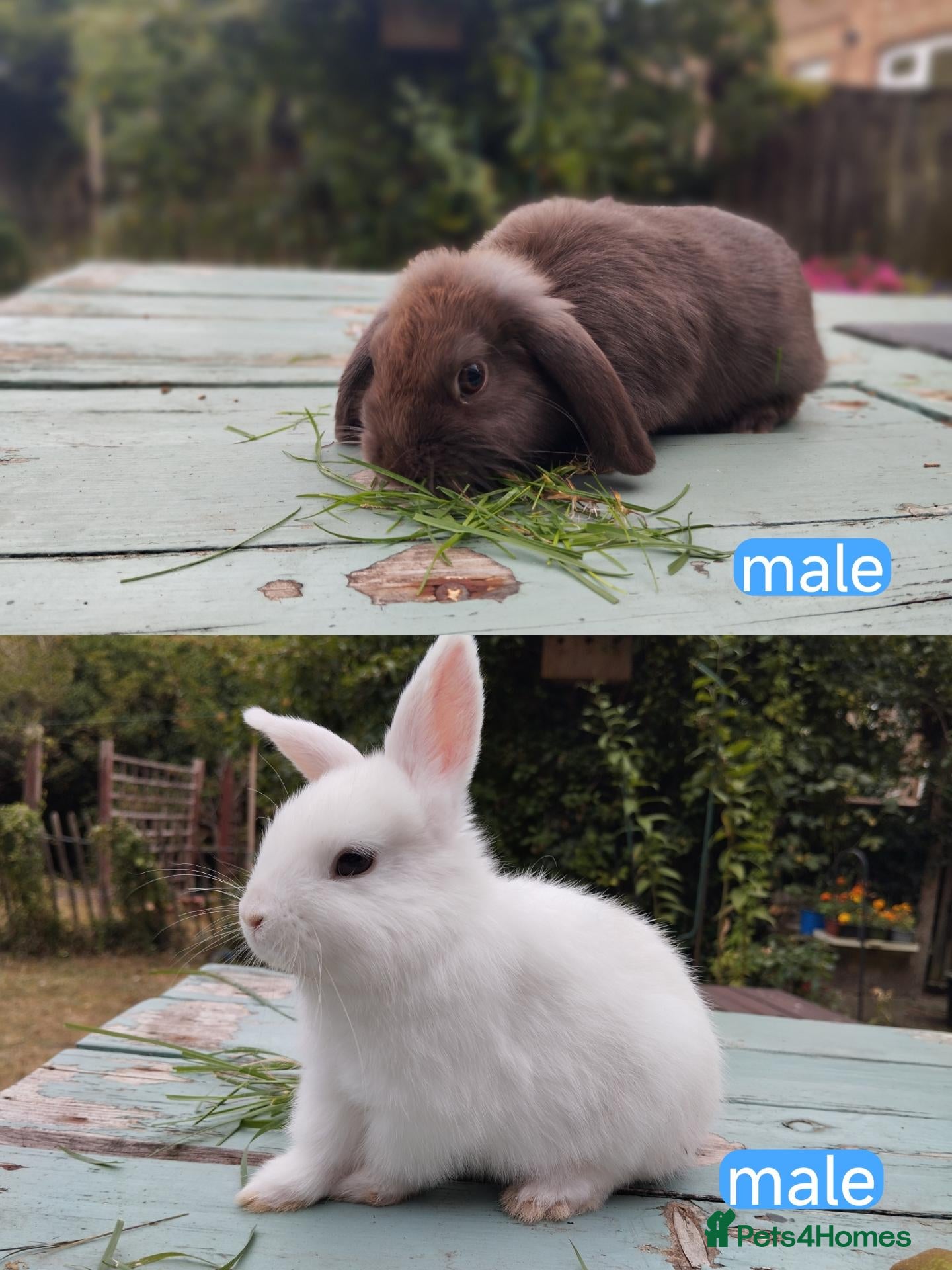 Mixed Breed rabbits for sale: Mixed breed £60 each/ both for £100 - Advert 3