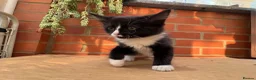 Korat cats for sale: Kittens for Sale – Price Negotiable 🐾 - Advert 6