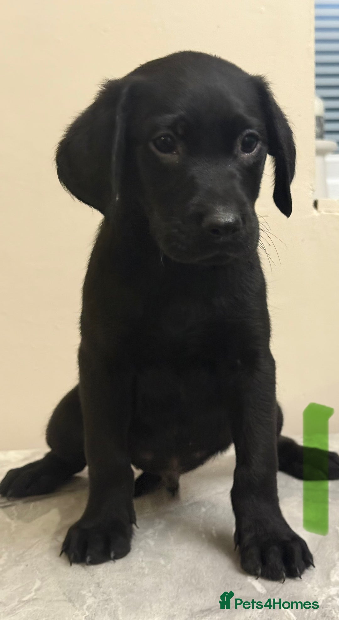 Labrador Retriever dogs for sale: 6 Labrador puppy’s  - Advert 7