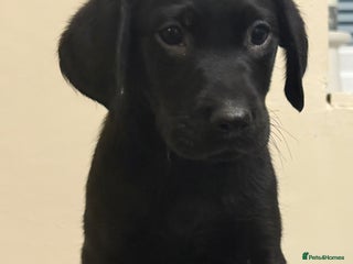 Labrador Retriever dogs 6 Labrador puppy’s - Advert 2