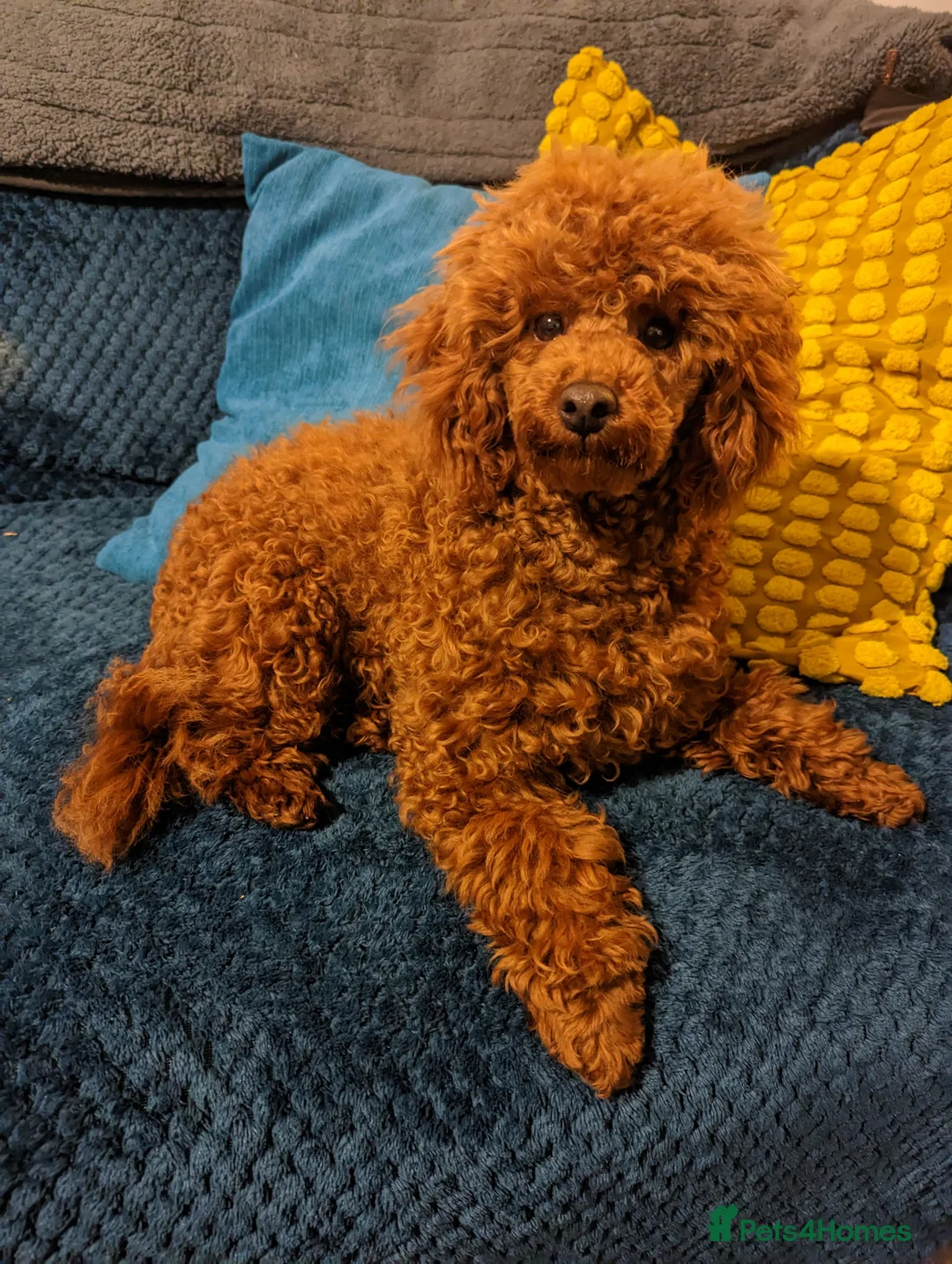 Toy Poodle dogs for stud: Stunning KC poodle stud in Reading - Advert 8