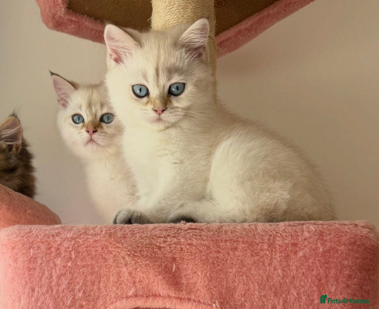 British Shorthair cats VACCINATED WHITE COLORPOINT BRITISH SHORT HAIR - Advert 1
