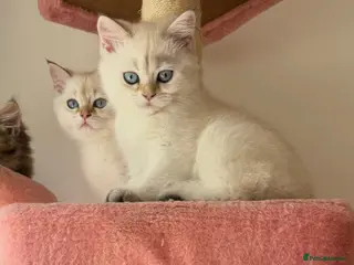 British Shorthair cats VACCINATED WHITE COLORPOINT BRITISH SHORT HAIR - Advert 1