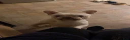 French Bulldog dogs for sale: Platinum French bulldog in Tadley - Advert 4