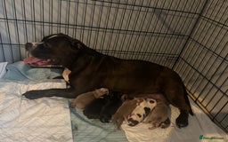 American Bully dogs for sale: Pocket Bully puppy’s  - Image 14