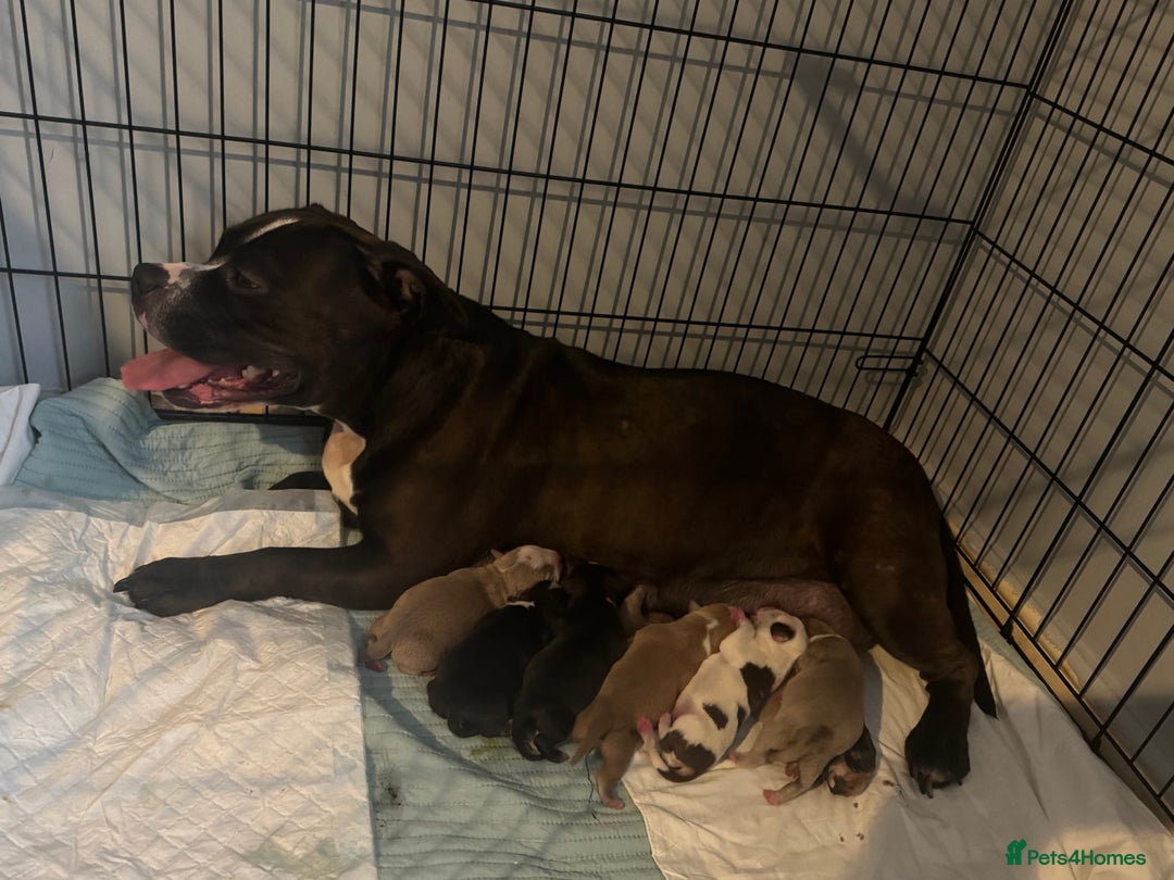 American Bully dogs for sale: Pocket Bully puppy’s  - Image 14