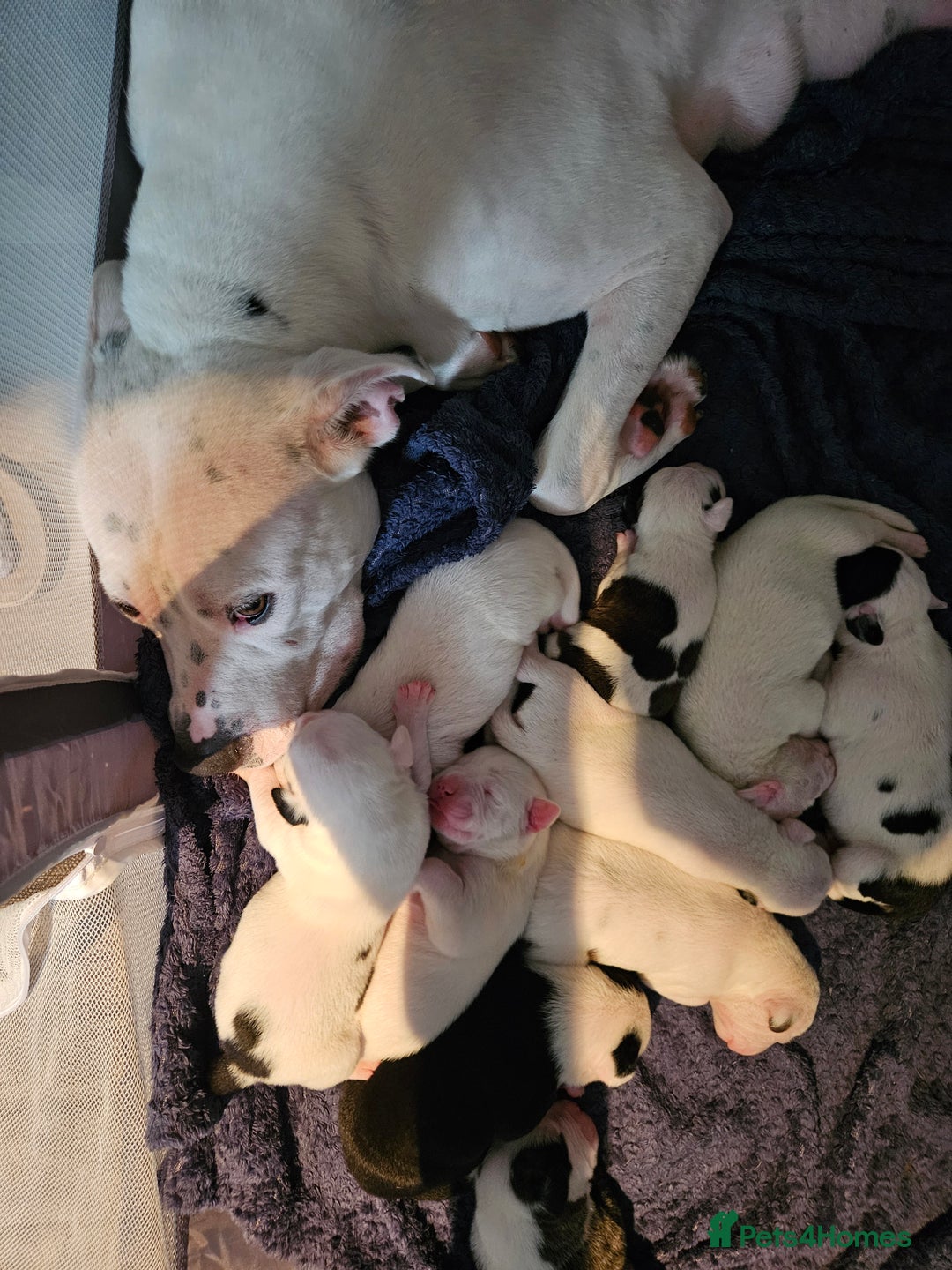 American Bulldog dogs for sale: American Bulldog Puppies  - Image 13