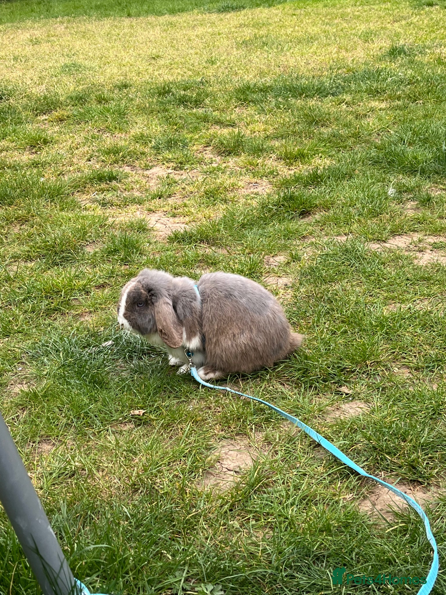 Mixed Breed rabbits roger the lop - Advert 3