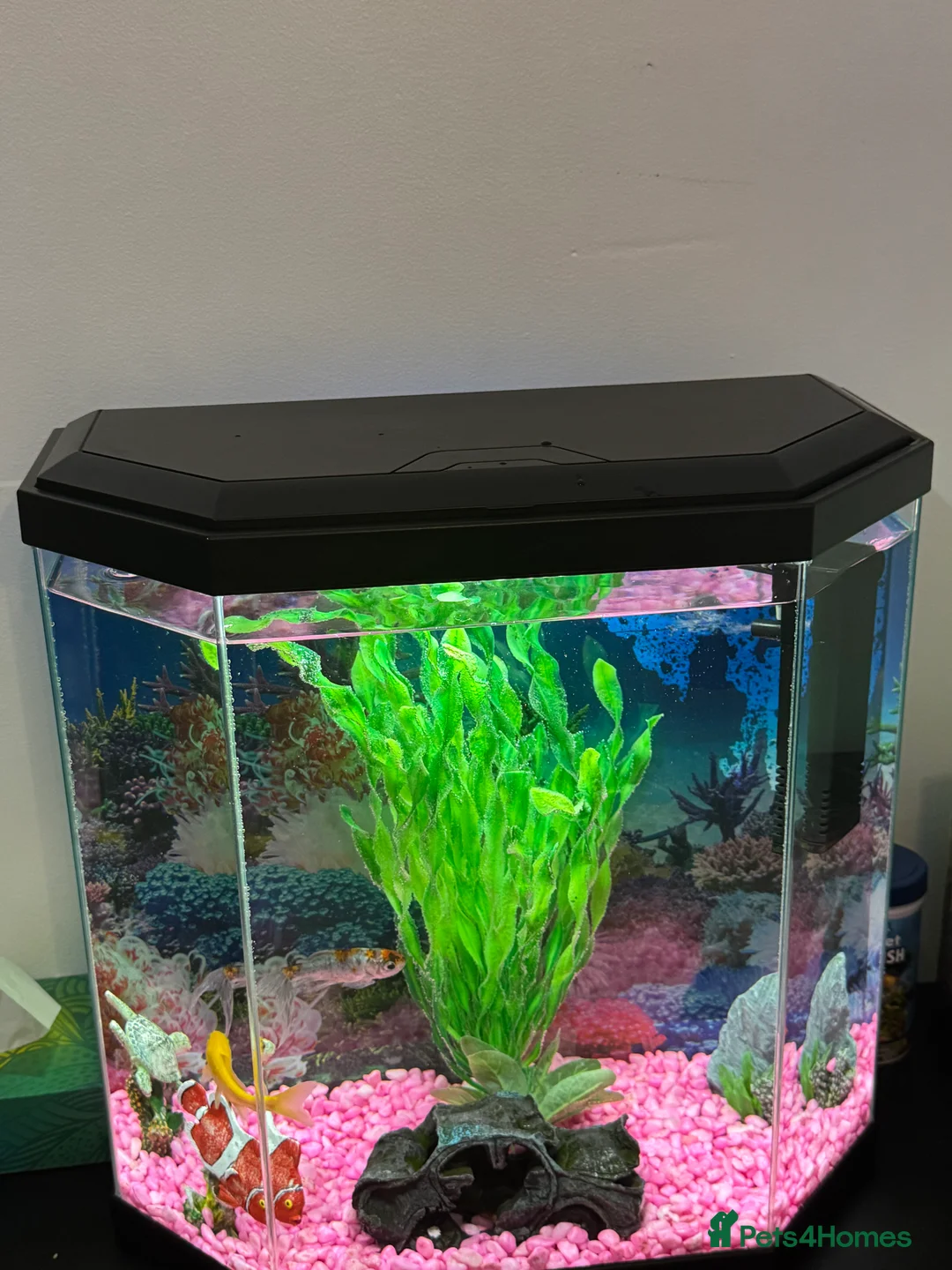 Goldfish fish for sale: Goldfish for sale - Advert 2