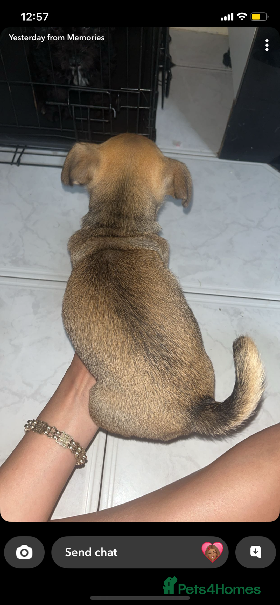 Jug dogs for sale: Lovely little bundle of joy  - Image 4