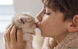 British Shorthair cats for sale: Cuddly Golden Blue British Shorthair girl  - Advert 16