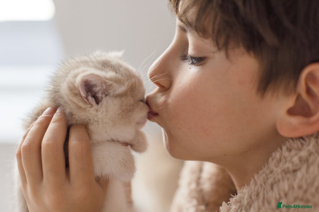 British Shorthair cats for sale: Cuddly Golden Blue British Shorthair girl  - Advert 16