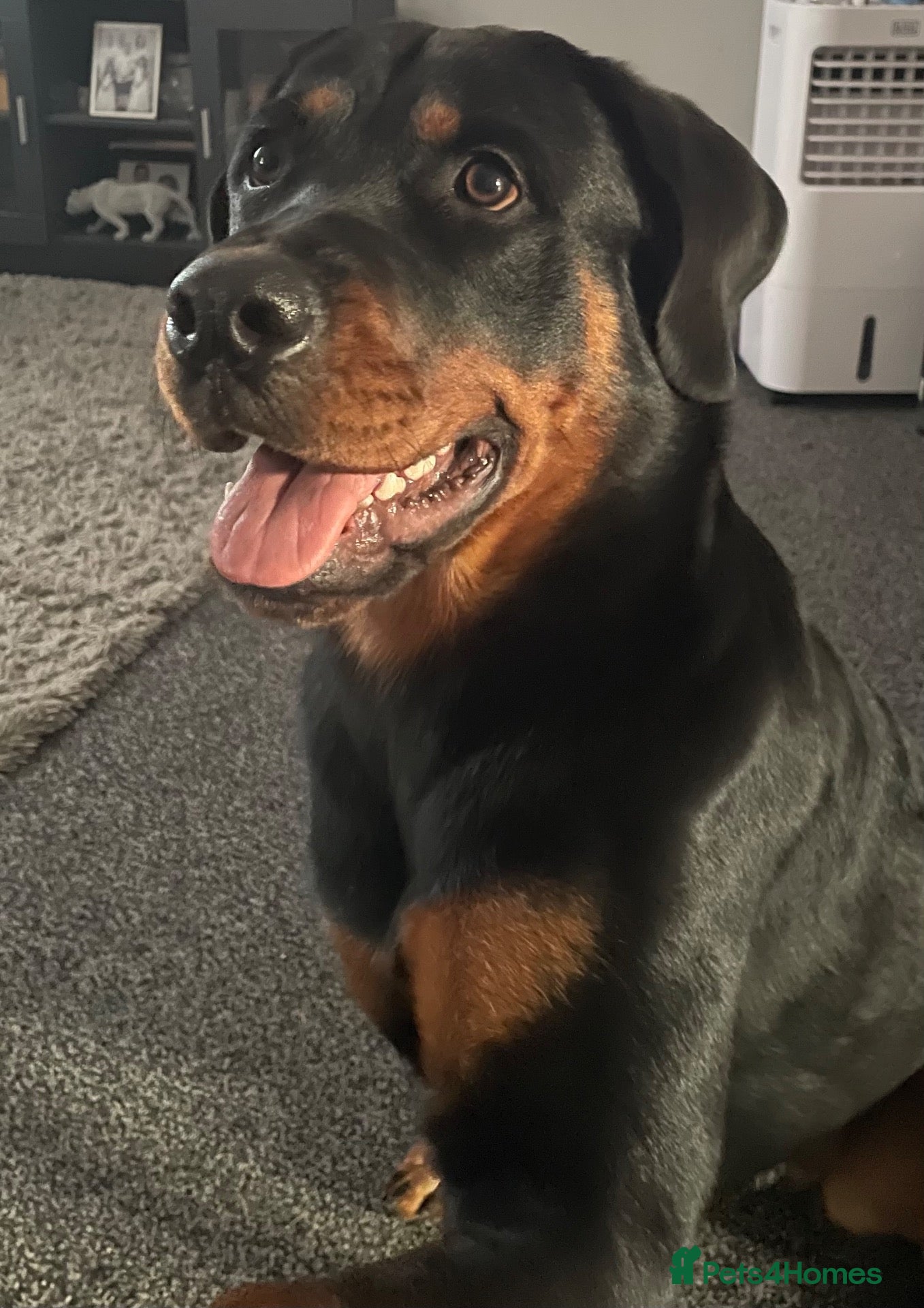 Rottweiler dogs 10 Month Rottweiler - Female - Advert 4