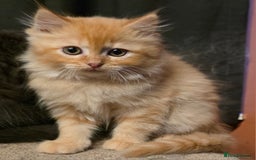 Persian cats for sale: Persian  - Image 5