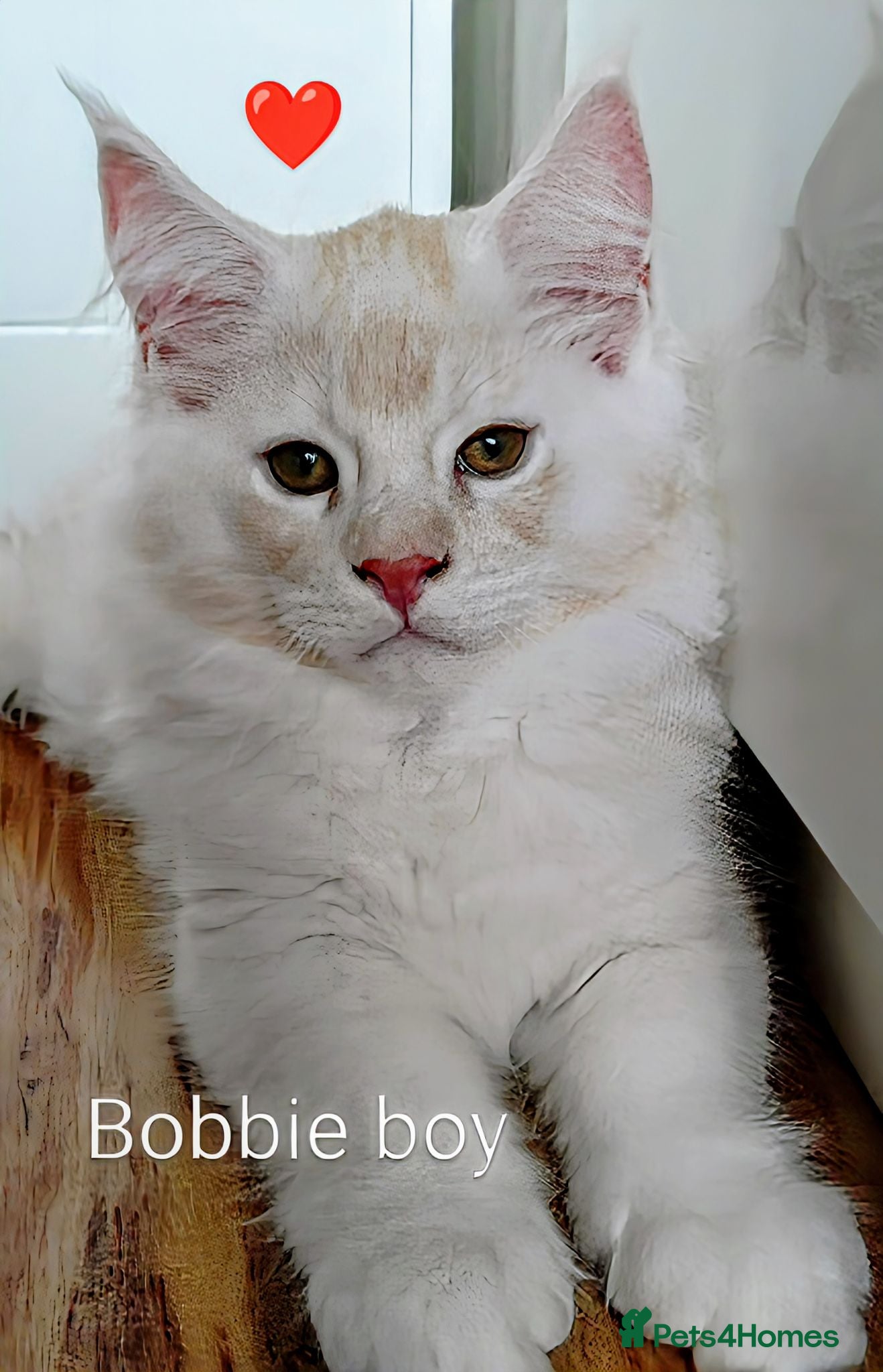 Maine Coon cats Maine coon boy kitten GCCF on ACTIVE register  - Advert 9