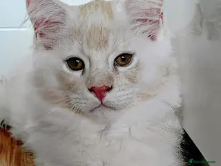Maine Coon cats Maine coon boy kitten GCCF on ACTIVE register - Advert 9