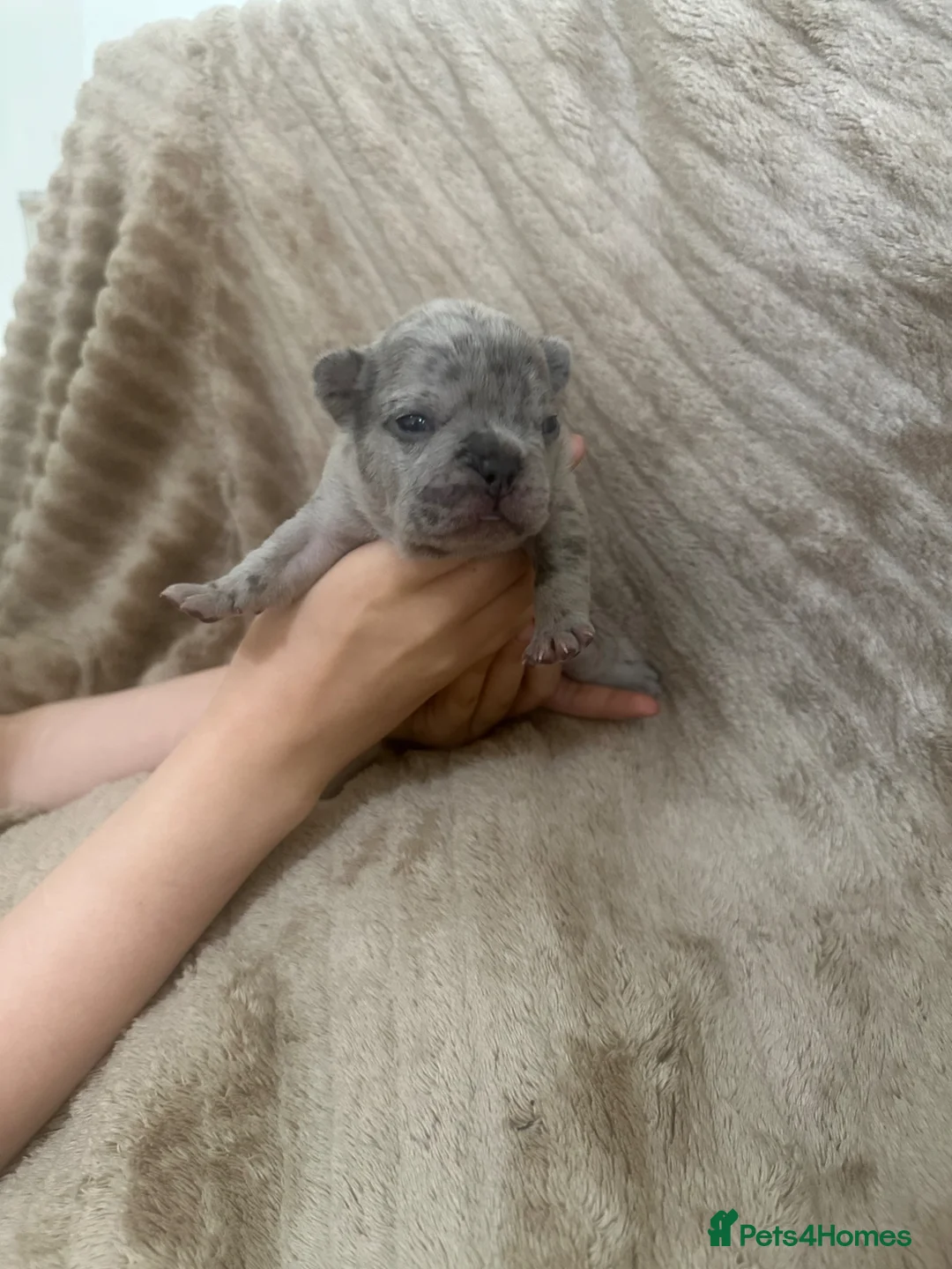 French Bulldog dogs for sale: FAWN&BLUE MERLE PUPPIES TOP QUALITY🐾 - Advert 9