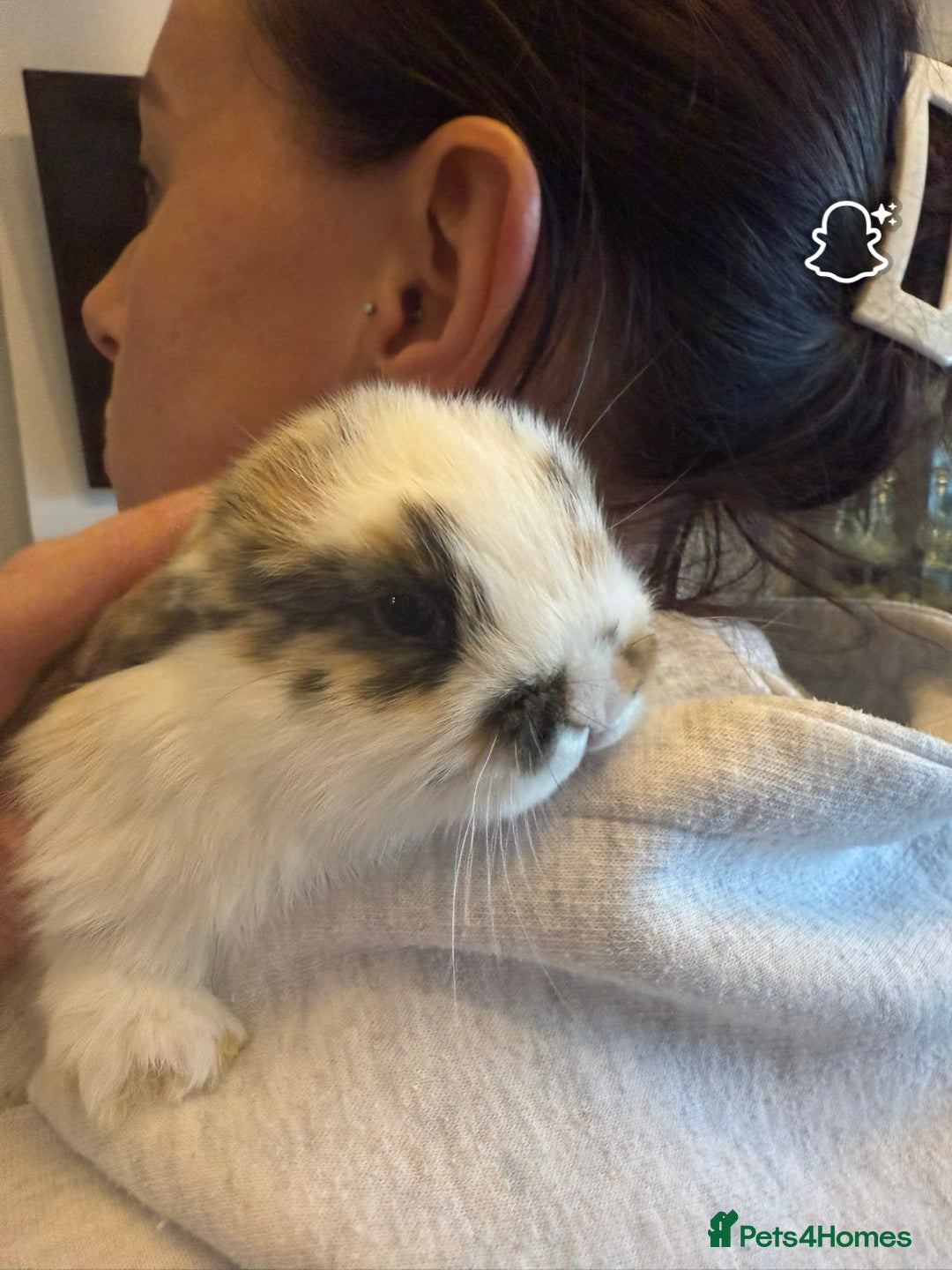 Mini Lop rabbits for sale: Gorgeous mini lop baby rabbits  - Advert 2