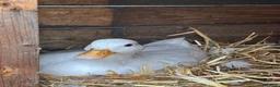 Ducks poultry for sale: White call ducks - Advert 2
