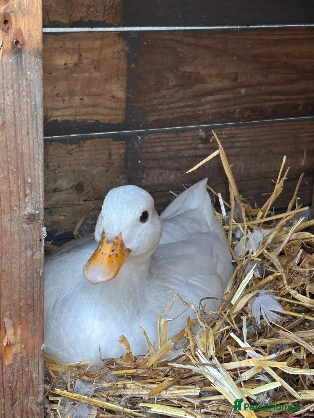 Ducks poultry for sale: White call ducks - Advert 2