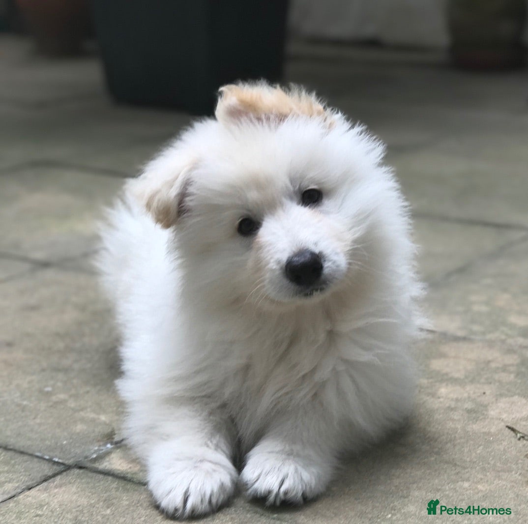 German Shepherd dogs KC White Shepherd Puppies - Advert 1